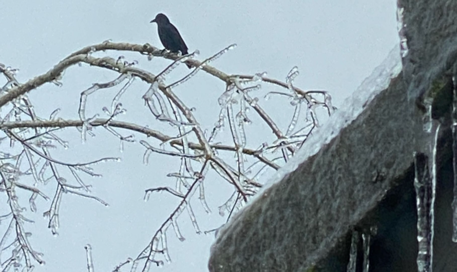 俄勒冈州仍然有20万家庭断电