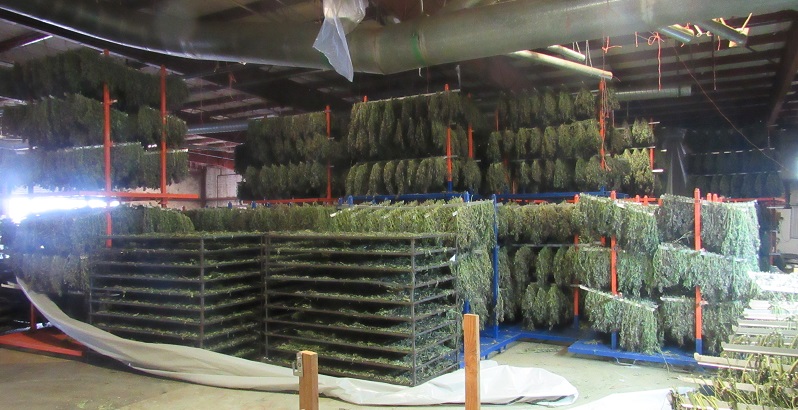 史诗级！俄勒冈州缉获50万磅非法大麻，价值5亿美金！