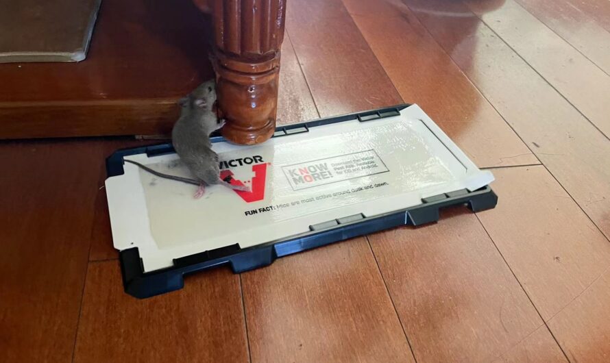 目击数量上升！波特兰“鼠辈”横行，太可怕了！