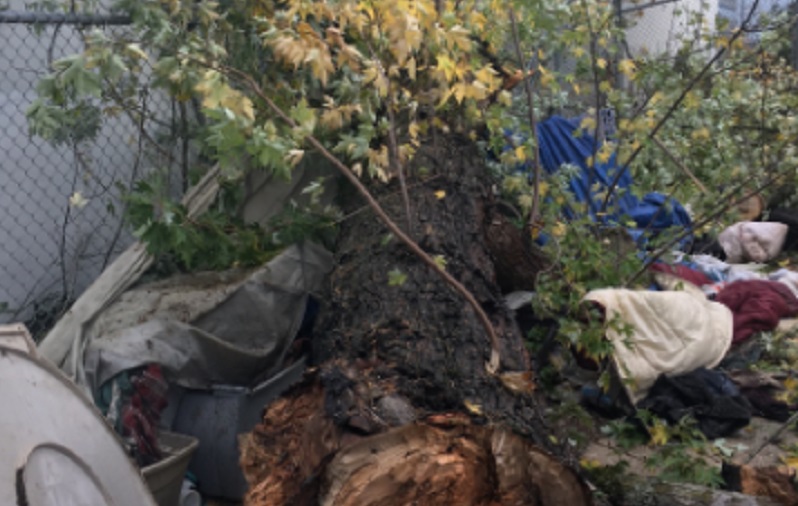 飞来横祸，波特兰多处大树倒下，二死一伤