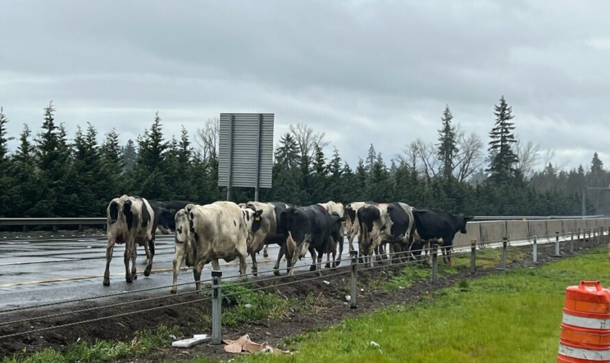 卡车翻车，Wilsonville附近5号公路“牛气冲天”！