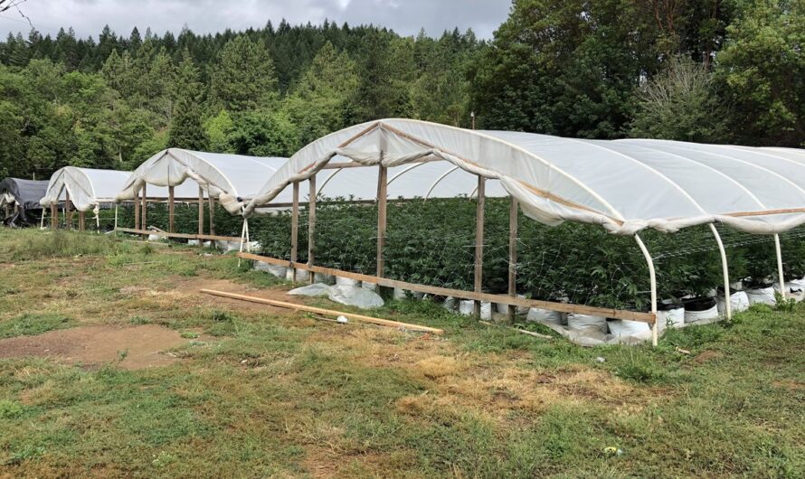 美国俄勒冈州查获1.4万株大麻，两华裔被捕