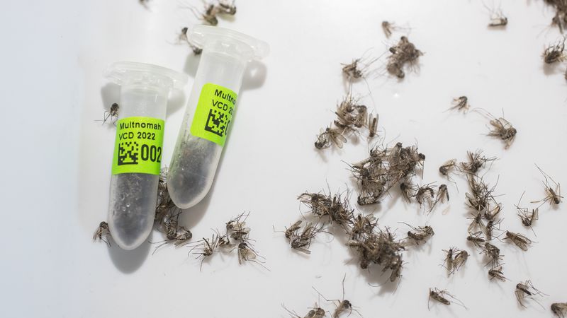 警告！波特兰地区蚊子数量爆炸式增长，可能携带病毒！