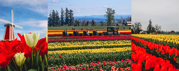 2023木鞋郁金香节还只有一个星期就结束！