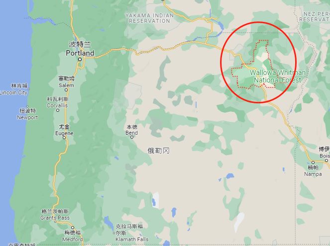 一只熊袭击了枪击它两次的人后，被安乐死