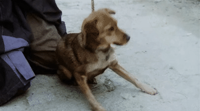 旺财重出江湖！波特兰东南区一无家可归营地壮大成战区！