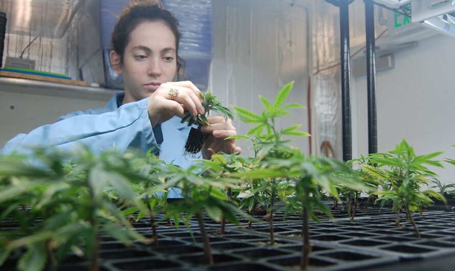 俄勒冈州开放大麻样品交流！展会现场可试抽和批发！