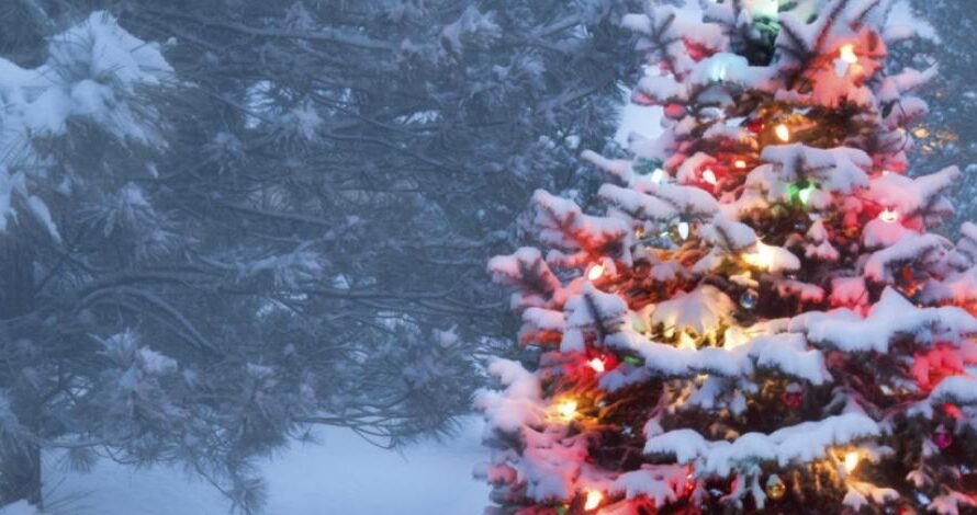 俄勒冈州、华盛顿州圣诞树砍伐许可证降至1美元！