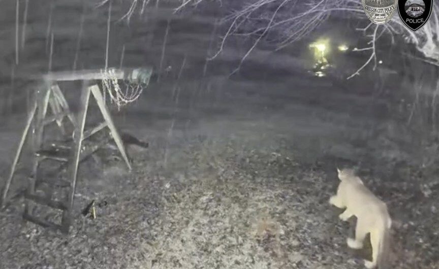 俄勒冈城闹市区惊现美洲狮！警方提醒居民提高警惕