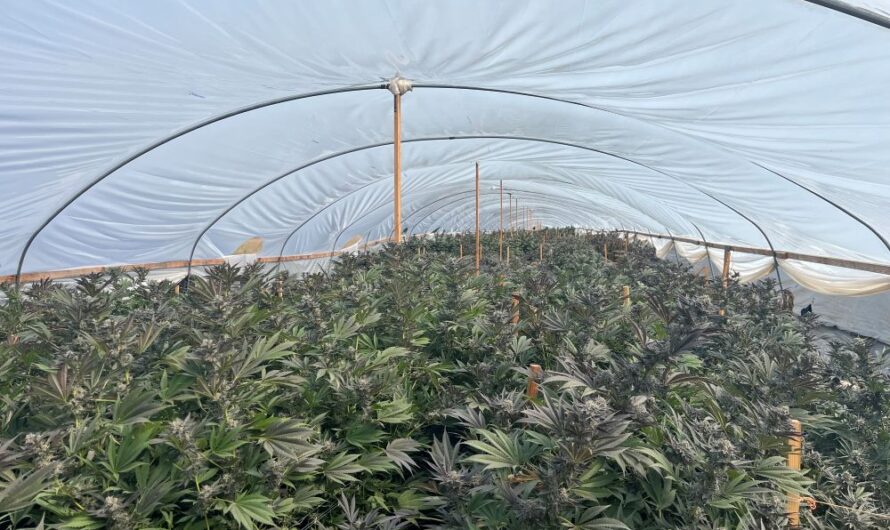 加州“大姐大”杀到俄勒冈种大麻！非法大麻帝国被端，57人获救！